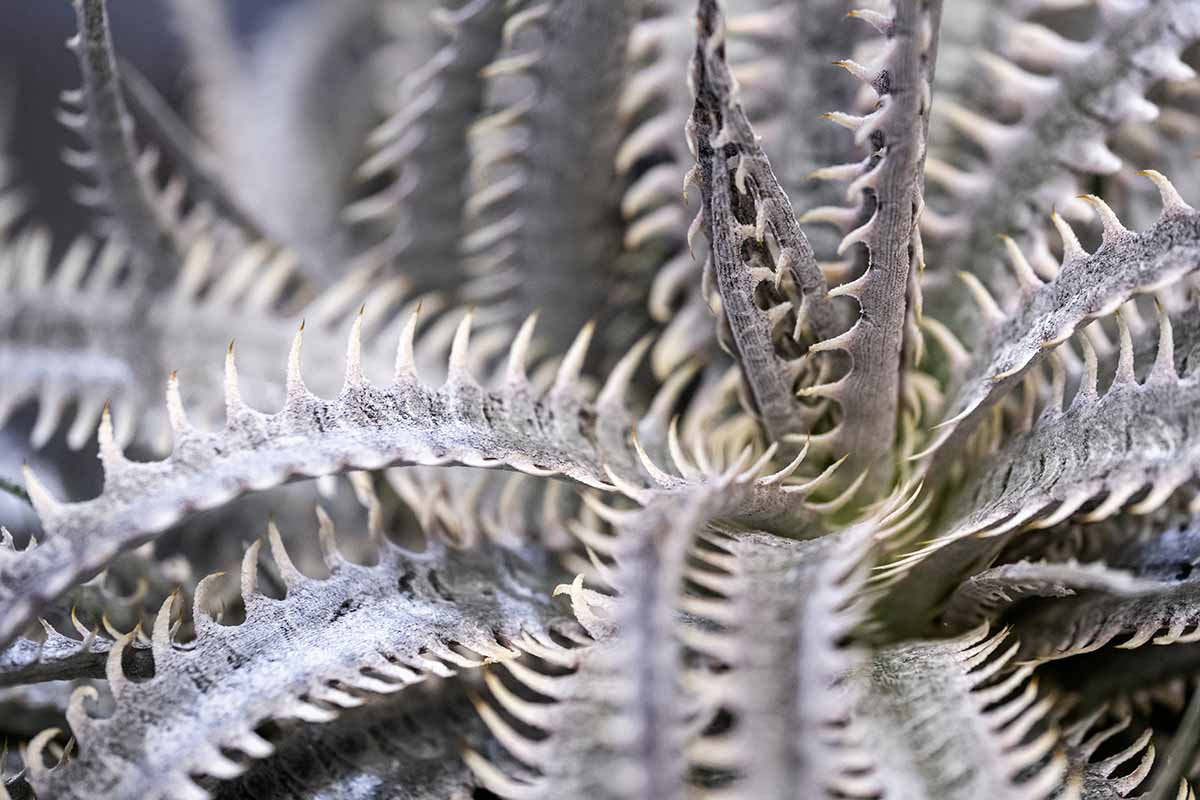 Une image horizontale en gros plan du feuillage épineux de Dyckia delicata poussant dans le jardin.