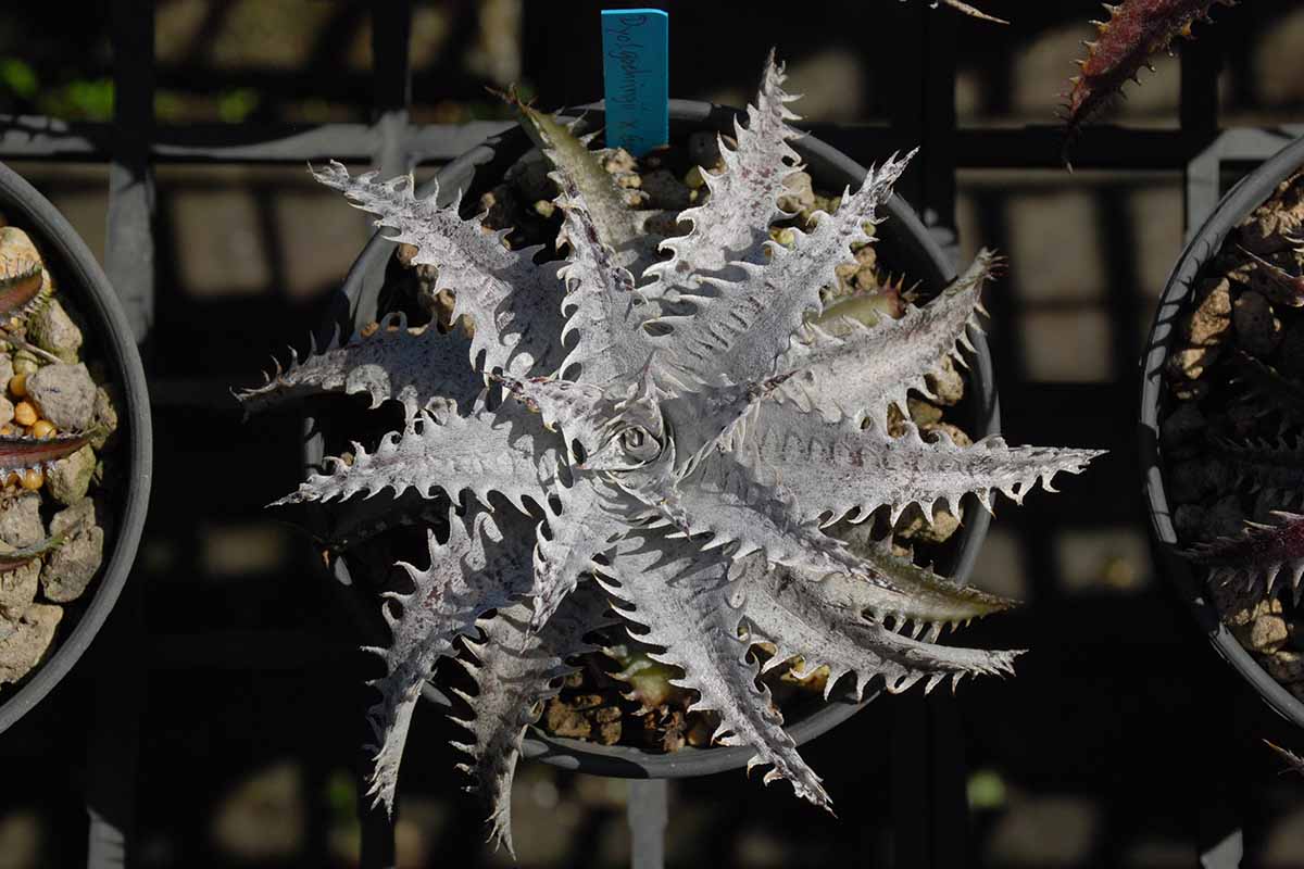 Une image descendante d’une plante hybride de dyckia au feuillage clair couvert de trichomes blancs.