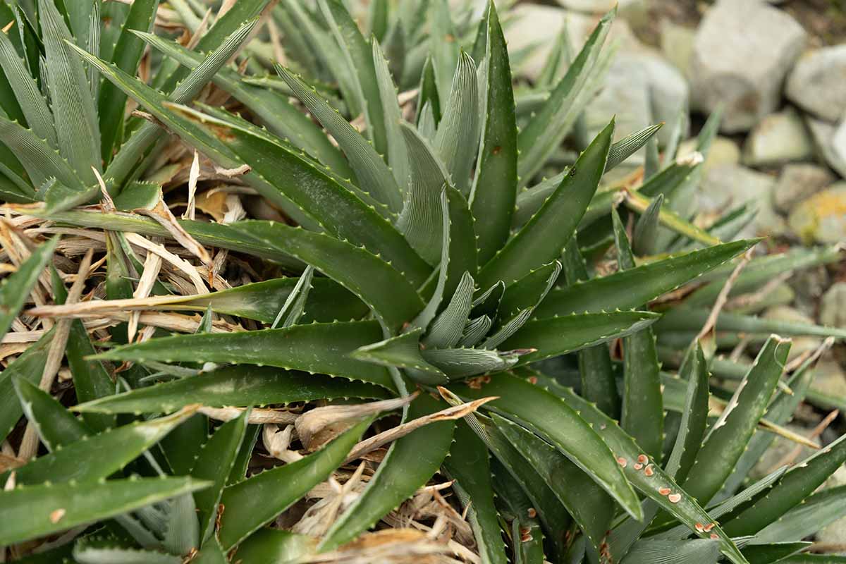 Une image horizontale en gros plan de plantes d'ananas dyckia poussant dans un jardin rocheux.