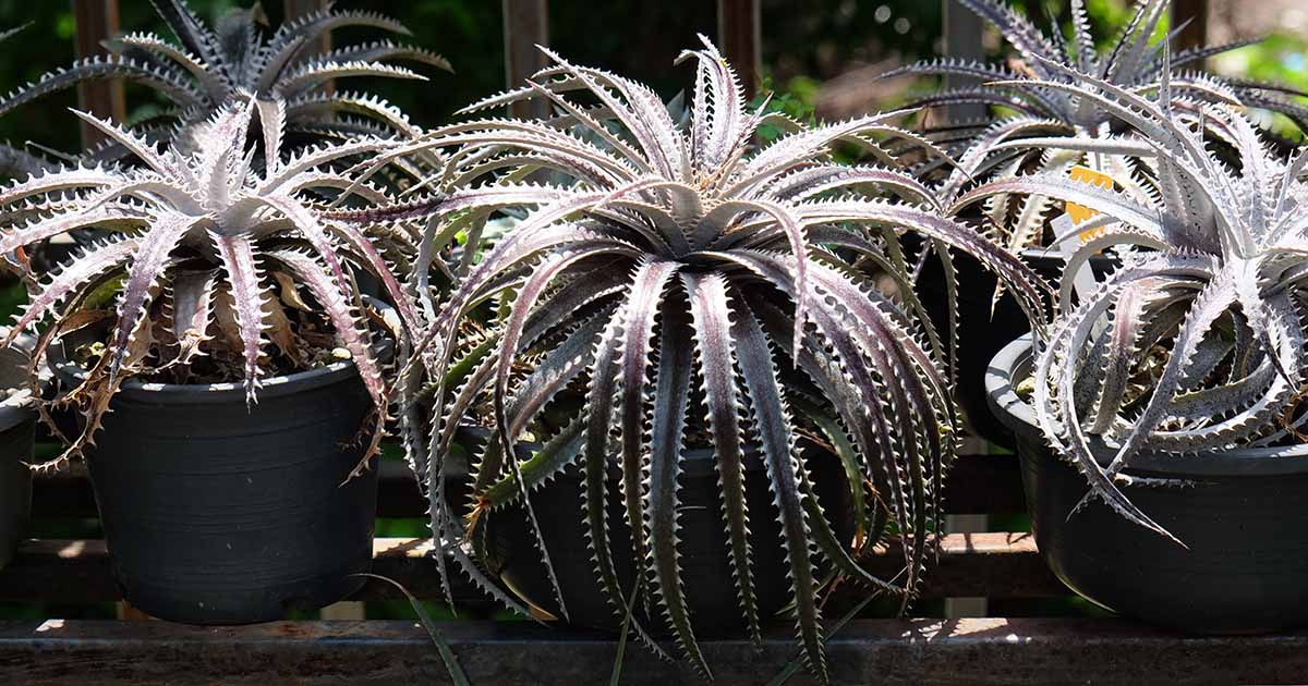 Apprenez à cultiver des broméliacées Dyckia