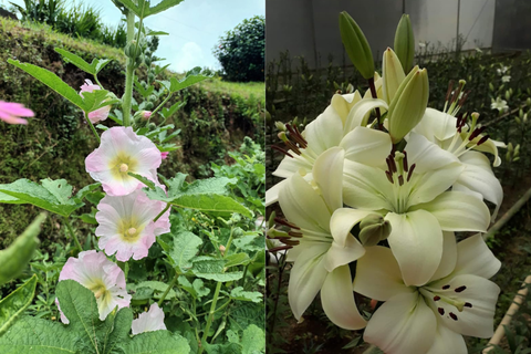 Quelles sont vos plantes préférées à cultiver dans le jardin ?