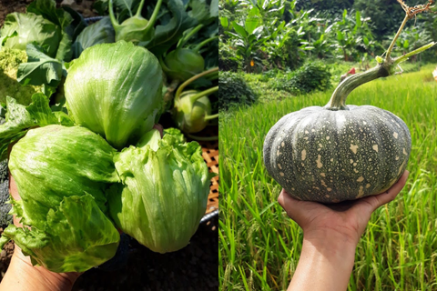 Quelles sont les plantes avec lesquelles vous n’avez pas eu autant de succès ?
