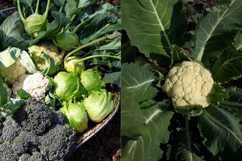 Une astuce de jardinage que vous aimeriez partager ?