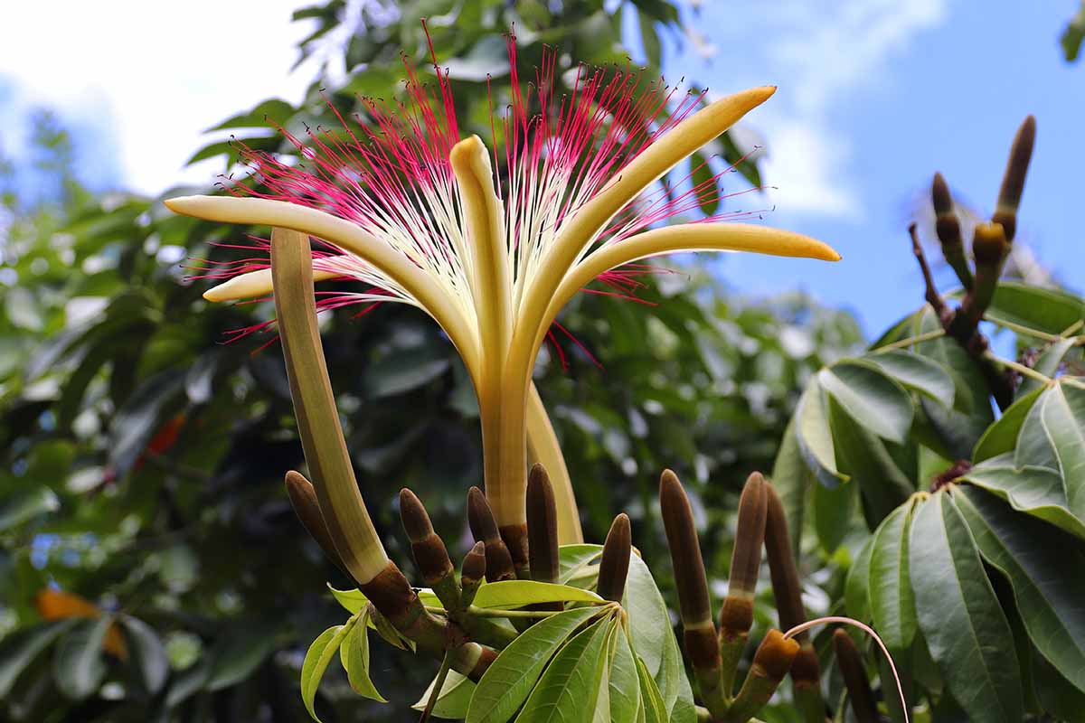 Une image horizontale en gros plan d'une fleur de Pachira aquatique poussant dans le jardin, représentée sur un fond flou.