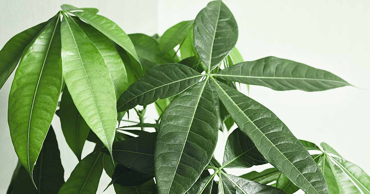 Comment faire pousser des plantes d'arbres à argent (Pachira)