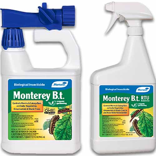 Une image carrée en gros plan de deux bouteilles en plastique de Monterey Bt isolées sur un fond blanc.