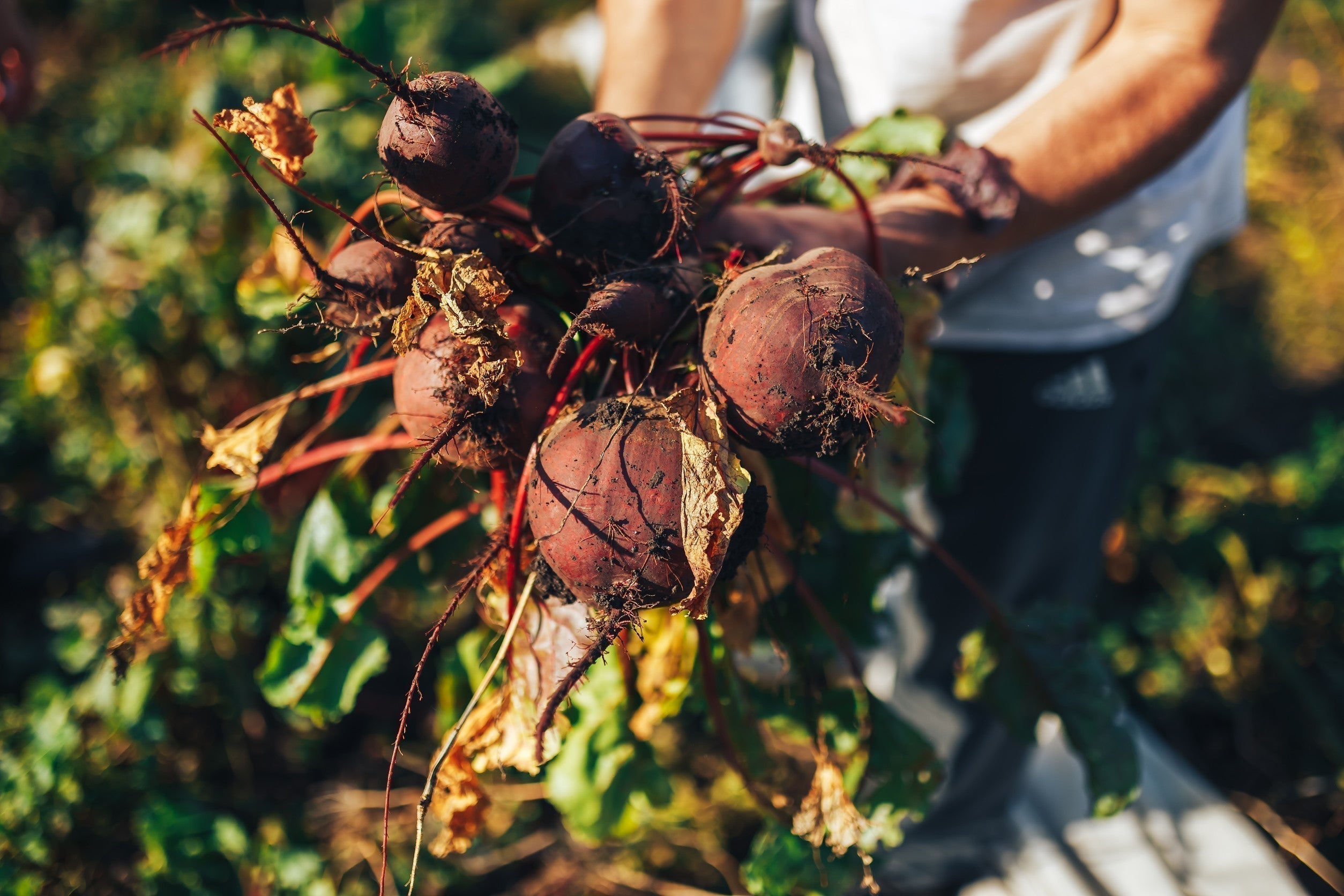 Un guide complet pour cultiver de la betterave à la maison – AllThatGrows