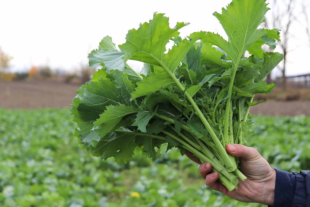 Image horizontale en gros plan d'une main à droite du cadre tenant un tas de feuilles de rapini avec un jardin au flou artistique en arrière-plan.