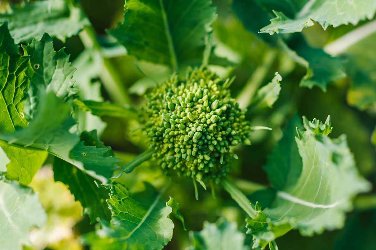 Une image horizontale en gros plan de brocoli-rave poussant dans le jardin, représentée sur un fond flou.