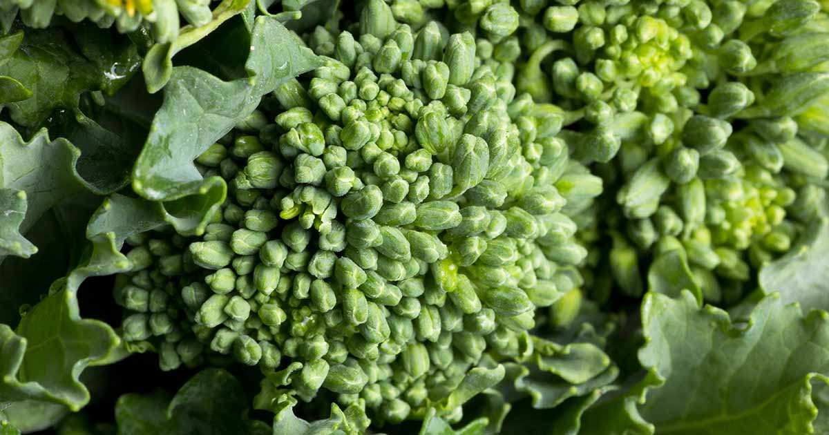 Comment planter et cultiver du brocoli-rave (rapini)