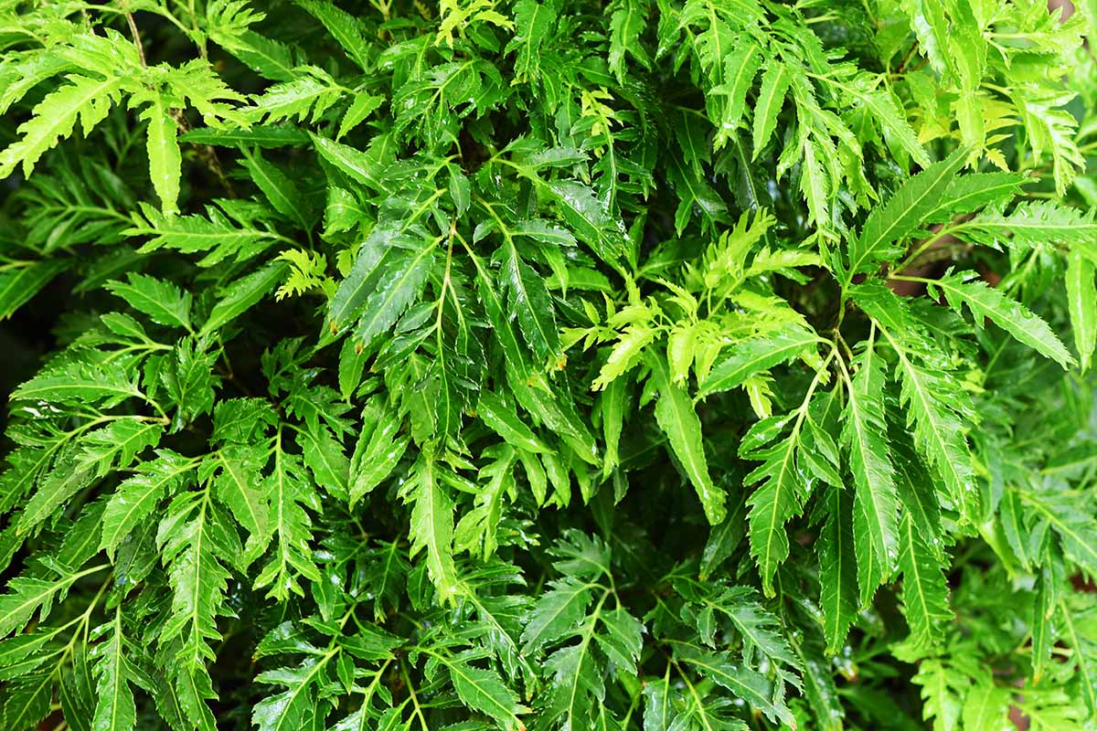 Une image horizontale en gros plan du feuillage d'une plante Ming Aralia poussant dans un grand pot.