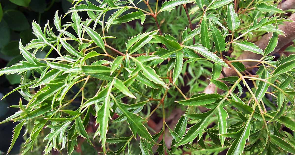 Comment faire pousser Ming Aralia (Polyscias fruticosa)