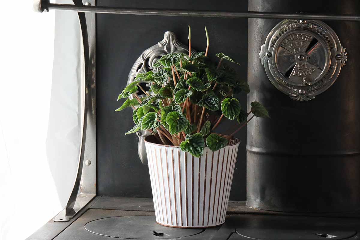 Une image horizontale en gros plan d'une plante de peperomia située sur un aga à côté d'une fenêtre lumineuse.