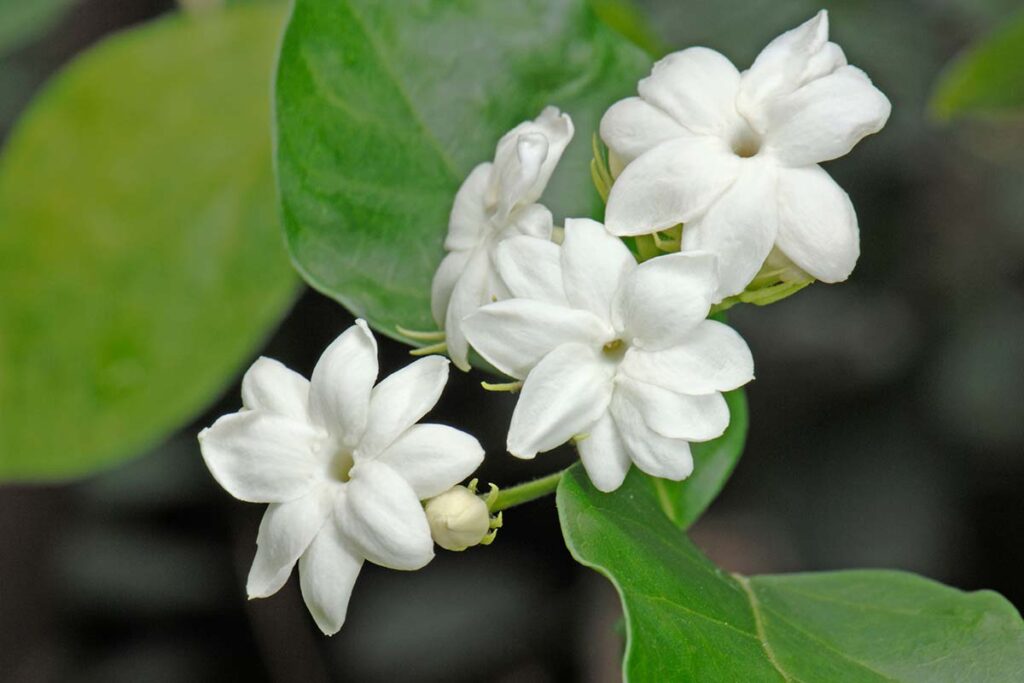 Une image horizontale en gros plan de fleurs blanches de jasmin d'Arabie poussant dans le jardin, représentée sur un fond flou.