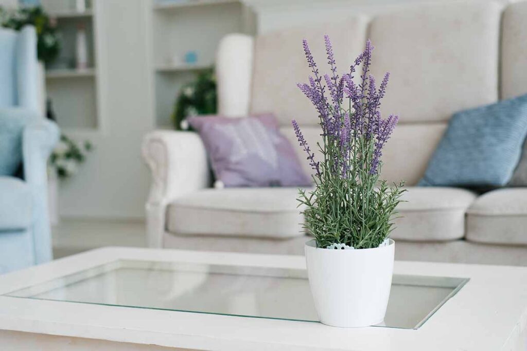 Image horizontale d'un salon avec un pot de lavande en fleurs sur une table basse avec des canapés au flou artistique en arrière-plan.