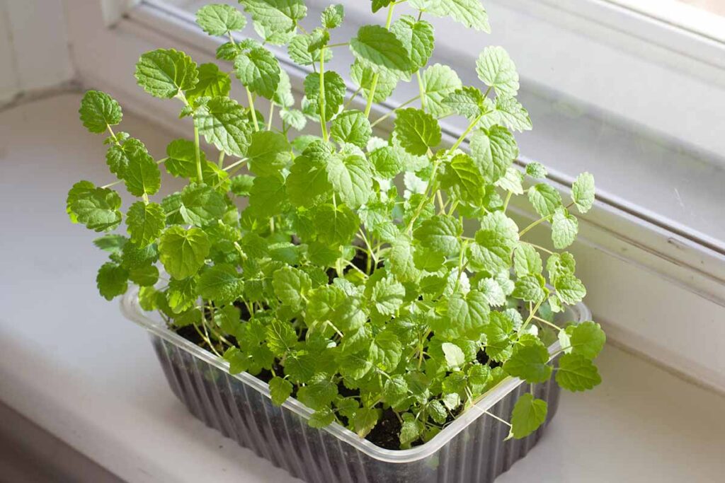 Une image horizontale en gros plan de menthe poussant dans un petit plateau en plastique posé sur un rebord de fenêtre à l'intérieur.