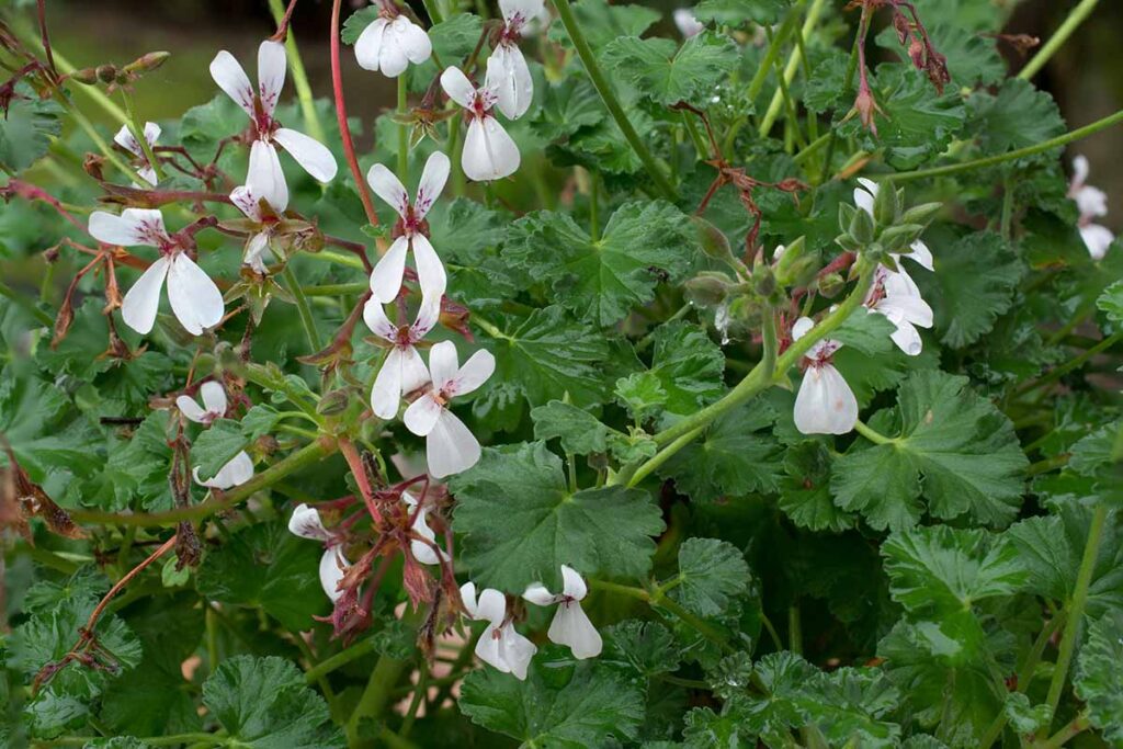 Une image horizontale en gros plan de géranium muscade en pleine floraison.