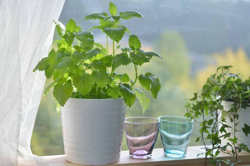 Une image horizontale en gros plan d'un pot de mélisse avec deux verres et une plante de lierre posée sur un rebord de fenêtre.