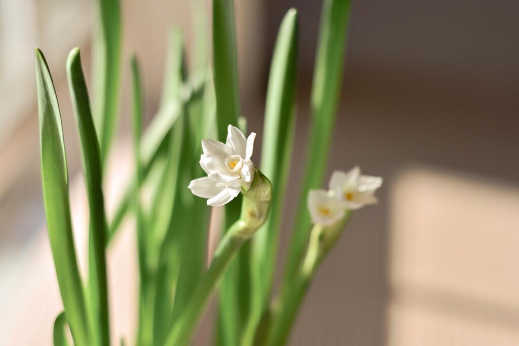 Une image horizontale en gros plan de fleurs de narcisse paperwhite en fleurs à l'intérieur avec la lumière du soleil filtrant à travers une fenêtre.