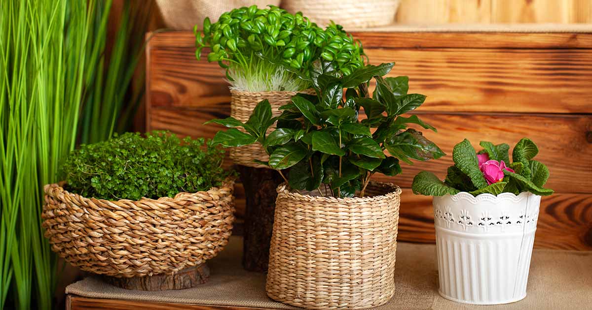 17 des plantes les plus parfumées à cultiver en intérieur