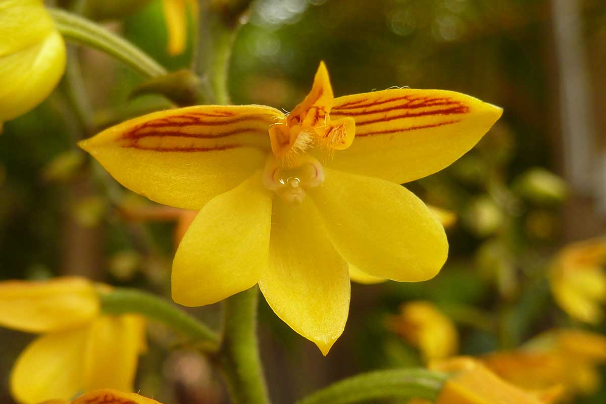 Une image horizontale d'une fleur de Polystachya pubescens, en jaune à rayures rouges, illustrée sur un fond de mise au point doux.