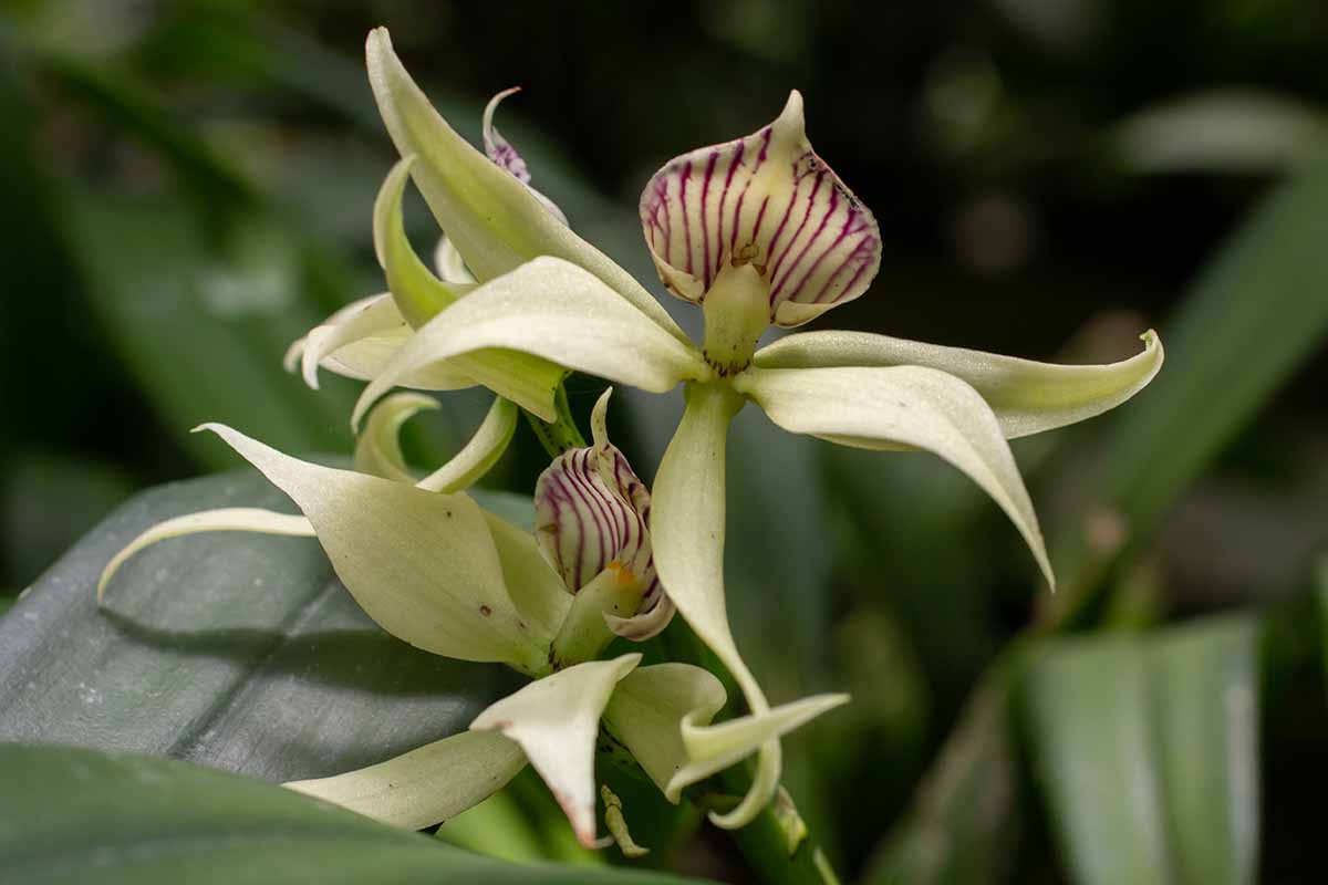 Une image horizontale d'une fleur d'orchidée Prosthechea Cochleata illustrée sur un fond de mise au point doux.