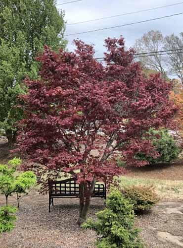 Une image verticale d'un arbre Acer palmatum 'Fireglow' poussant dans le jardin.