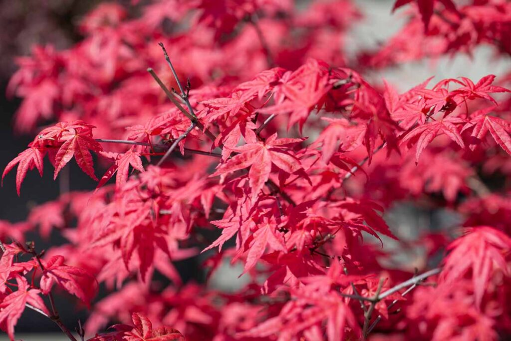 Une image horizontale en gros plan du feuillage rouge vif de 'Fireglow' poussant dans le jardin sous un soleil éclatant.