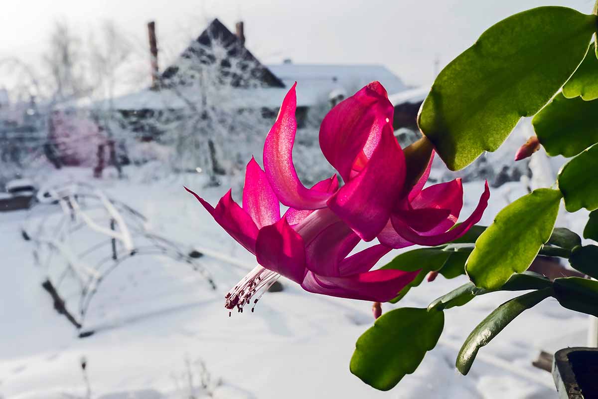 Un gros plan d'une plante de cactus de Noël rose vif avec quelques segments de tige verte visibles. En arrière-plan se trouve une scène de jardin enneigé, avec des maisons et des arbres.