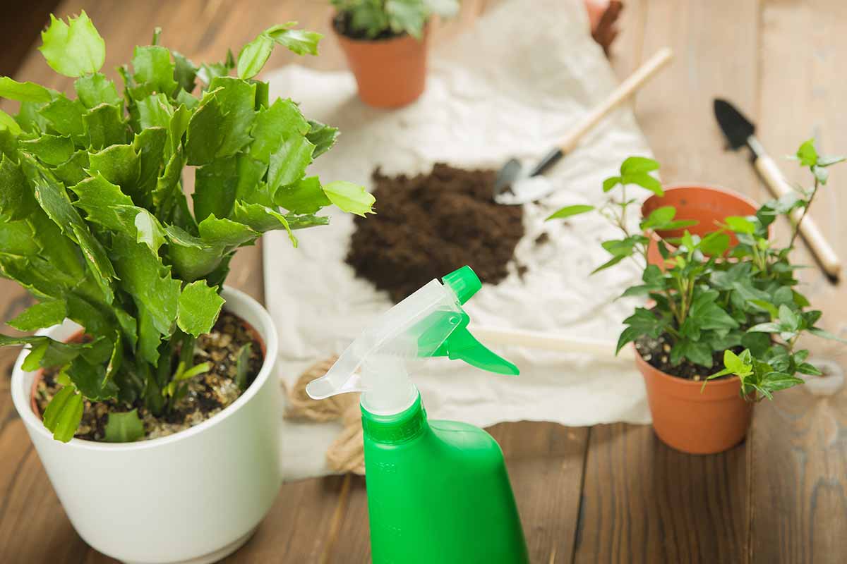 À gauche du cadre se trouve un pot blanc contenant un cactus de Noël, au centre se trouve un flacon pulvérisateur vert et derrière se trouve une feuille de plastique blanche avec une petite quantité de terre et deux truelles de jardin. À droite du cadre se trouve un pot avec une petite plante et un pot vide. Le tout sur une surface en bois.