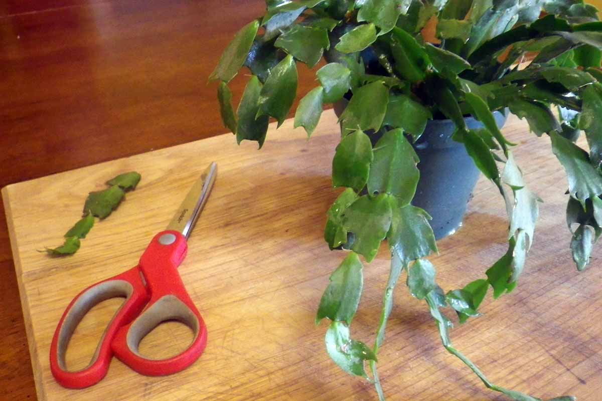 Une table en bois représentée avec une paire de ciseaux rouges à gauche du cadre et un cactus de Noël à droite. À côté des ciseaux se trouve une bouture de tige prélevée sur la plante.