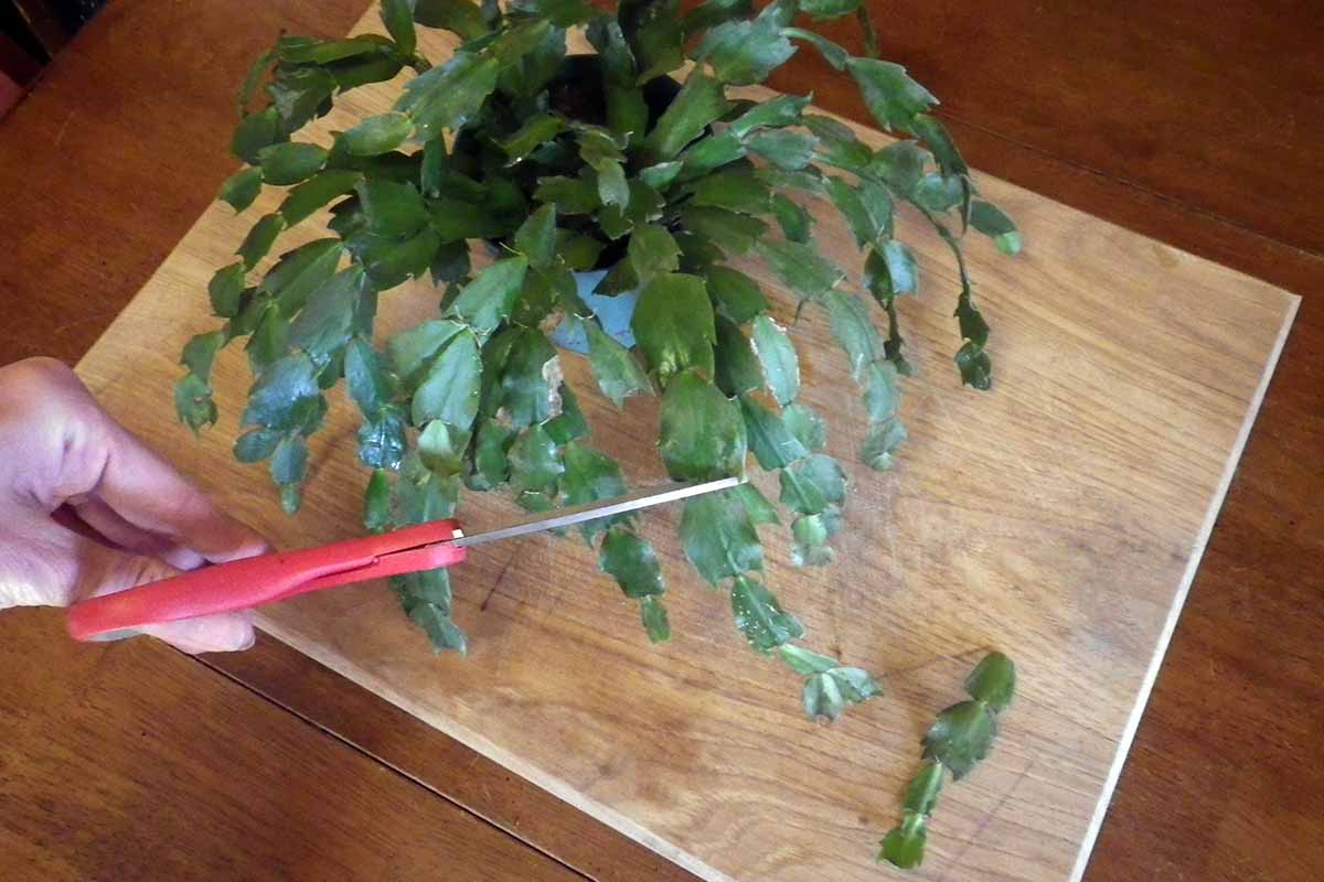 Une main à gauche du cadre tenant une paire de ciseaux rouges coupe une section de tige d'un cactus de Noël sur une surface en bois.