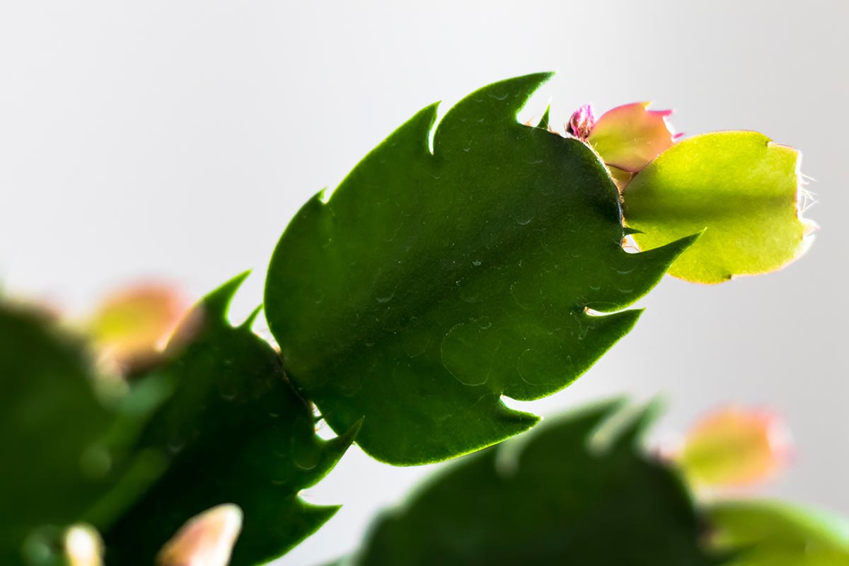 Gros plan d'une section de tige d'une plante de cactus de Noël avec une toute petite nouvelle croissance à son extrémité, avec des tiges douces et un fond blanc.