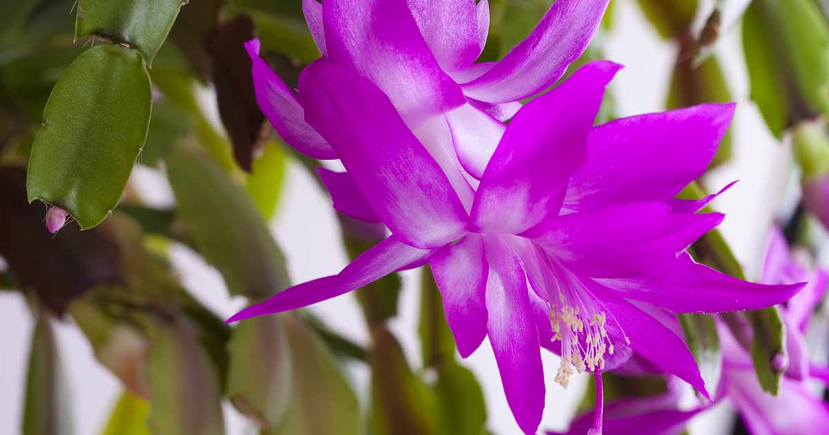 Comment cultiver et entretenir un cactus de Noël