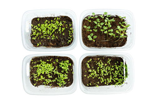 Comprendre le cycle de croissance des microgreens (7 à 14 jours)