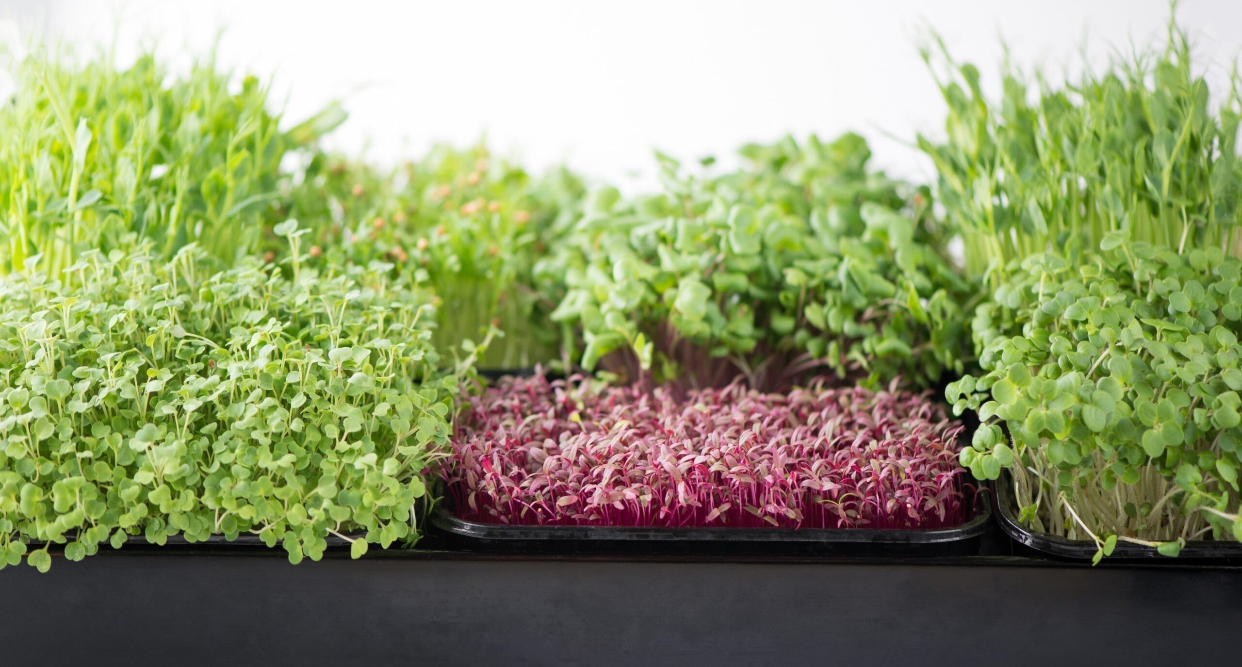Comment récolter des légumes verts frais chaque jour – AllThatGrows
