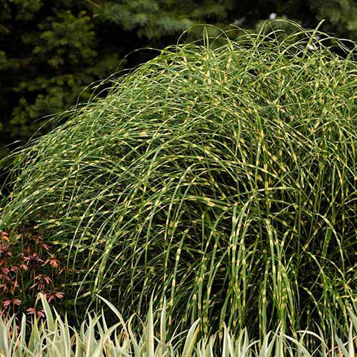 Image carrée d'une touffe arrondie d'herbe « Little Zebra » poussant dans le paysage.