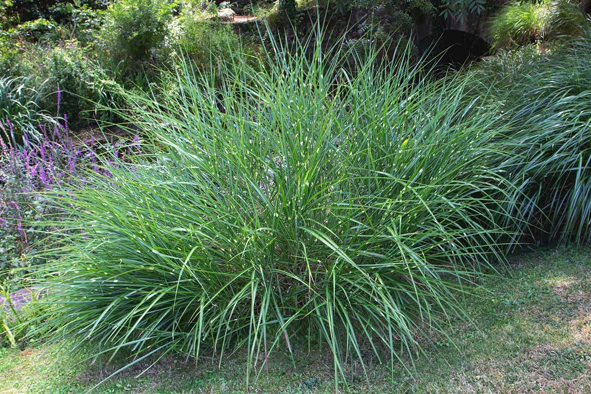 Image horizontale d'une touffe de Miscanthus sinensis 'Zebrinus', alias herbe zébrée, poussant dans le jardin entouré de plantes vivaces.