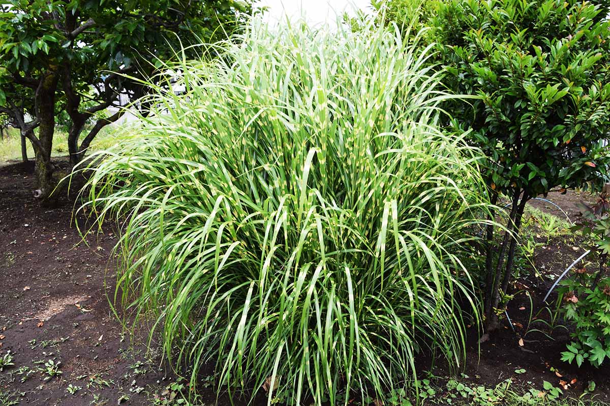 Une image horizontale d’une touffe d’herbe zébrée dans une bordure de jardin.