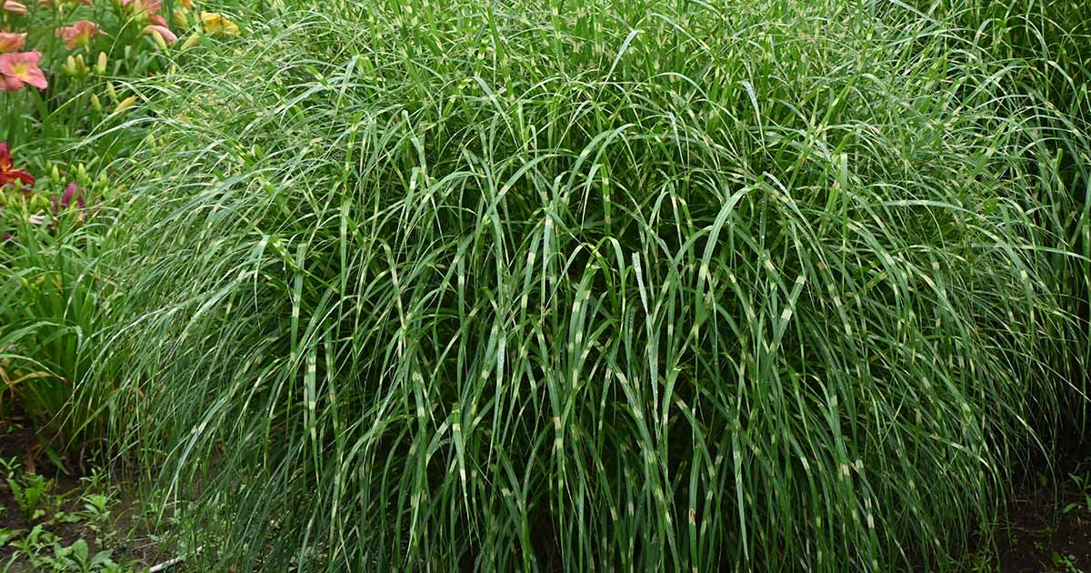 Apprenez à cultiver de l'herbe zébrée