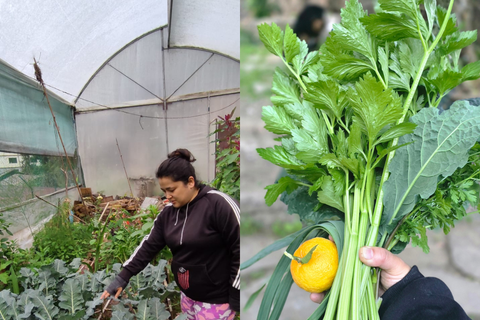 Quelles sont vos plantes préférées à cultiver dans le jardin ?