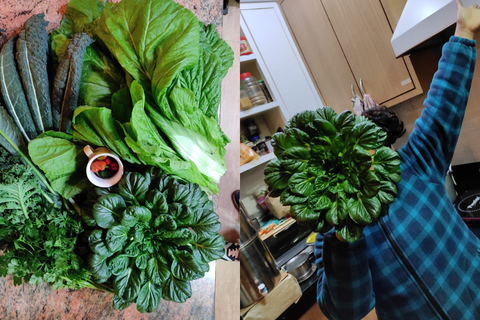 Y a-t-il de nouvelles plantes sur votre liste de souhaits ?