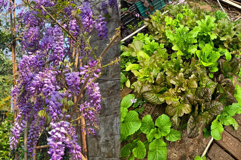 Qu’aimeriez-vous dire à nos nouveaux jardiniers ?