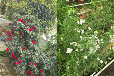 Une astuce de jardinage que tu souhaites partager avec nous ?
