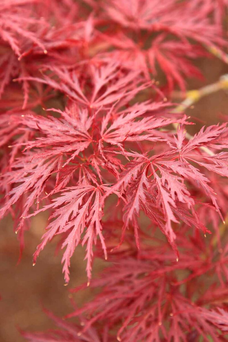 Une image verticale en gros plan du feuillage de l'érable japonais « Red Dragon » poussant dans le jardin, représenté sur un fond doux.
