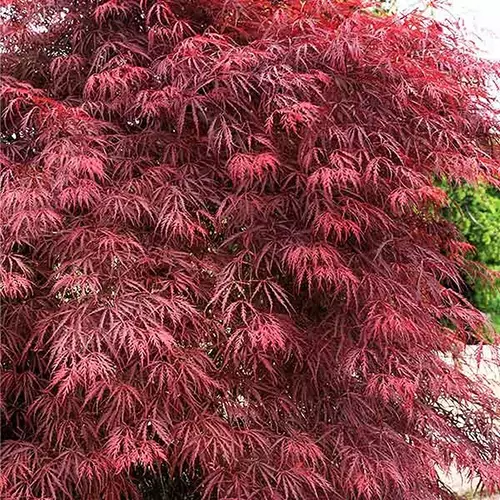 Un gros plan du feuillage d'A. palmatum var. dissectum 'Garnet' poussant dans le jardin.