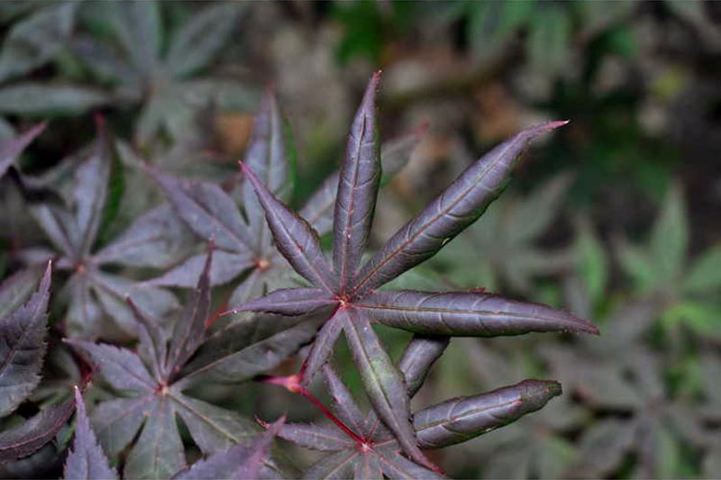 Une image horizontale en gros plan du feuillage de l'érable japonais Acer palmatum 'Peve Starfish', représenté sur un fond doux.