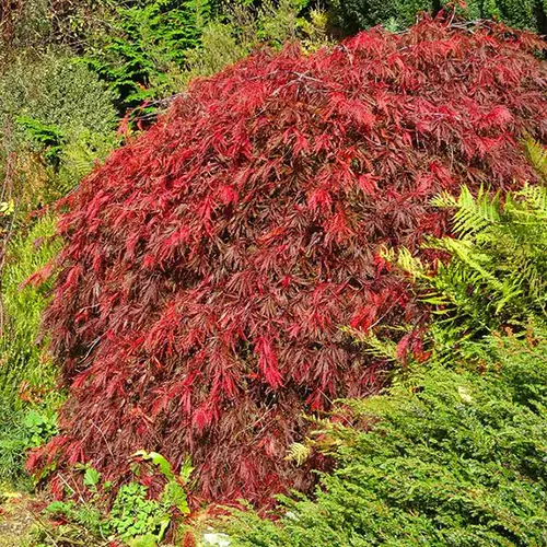 Une image carrée d'érable japonais « Red Select » poussant dans le jardin.