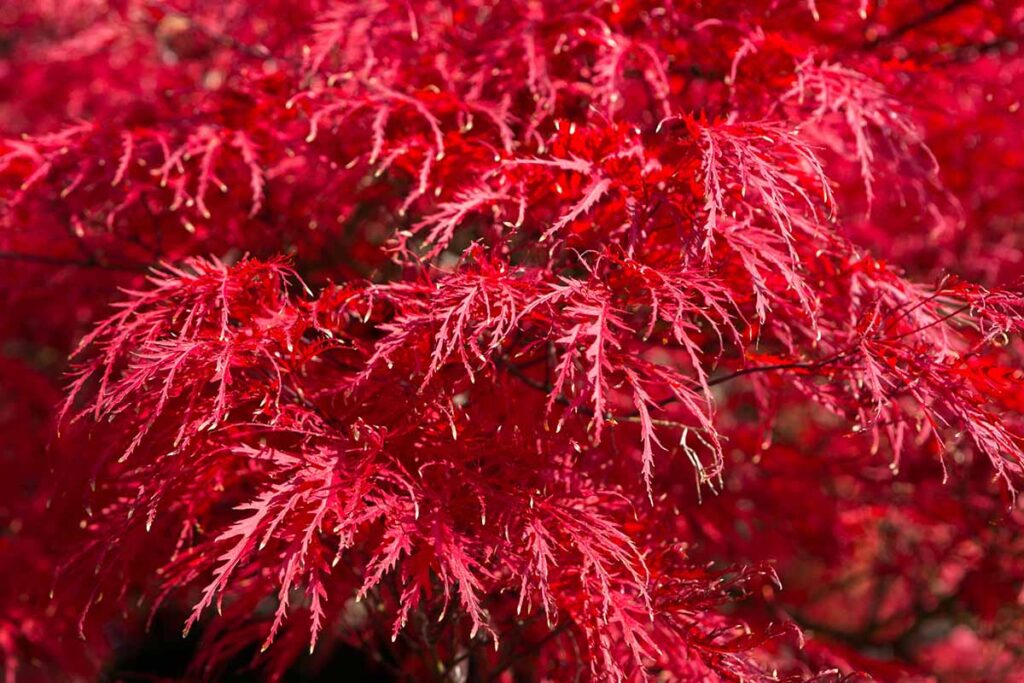 Une image horizontale en gros plan du feuillage d'Acer palmatum 'Tamukeyama', photographiée sous un soleil radieux.