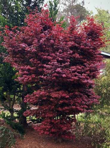 Image verticale d'un seul érable japonais « Twombly's Red Sentinel » poussant dans le jardin.